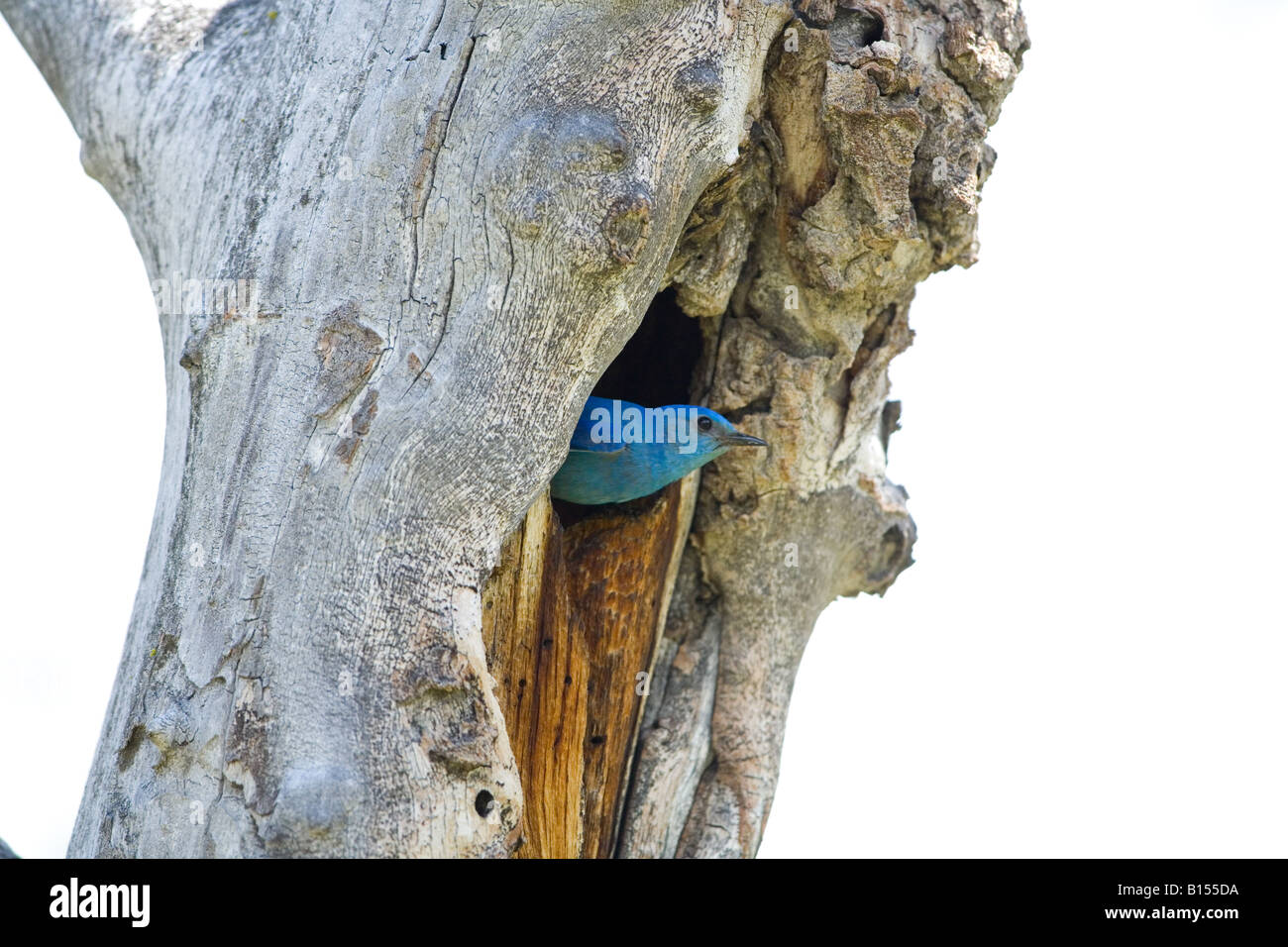 Mountain Bluebird (Sialia currucoides) in Yellowstone National Park