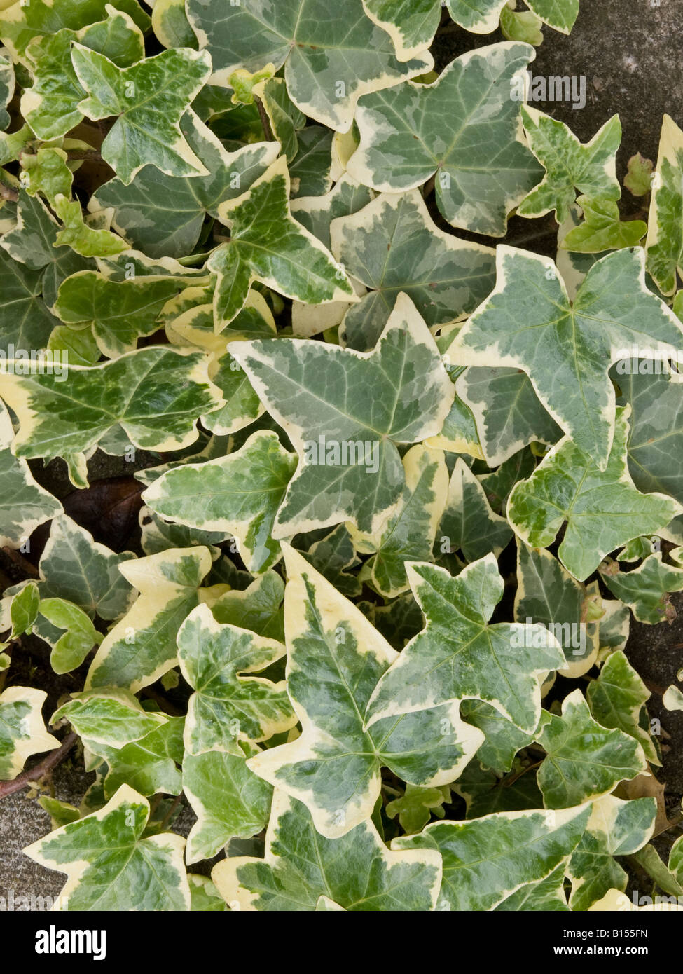 Ivy Leaves Stock Photo
