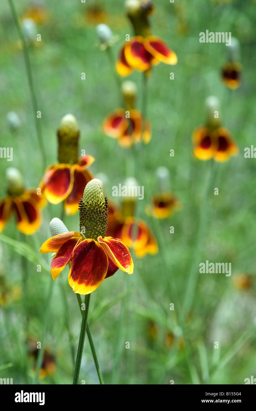 Field of Mexican Hat Wildflowers (Ratibida columnifera) Stock Photo