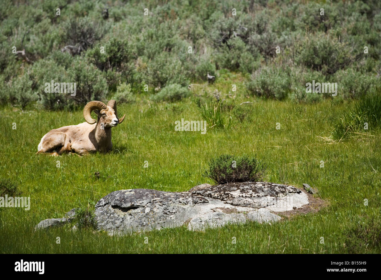 Bighorn Sheep (Ovis canadensis) in Yellowstone National Park, Wyoming Stock Photo