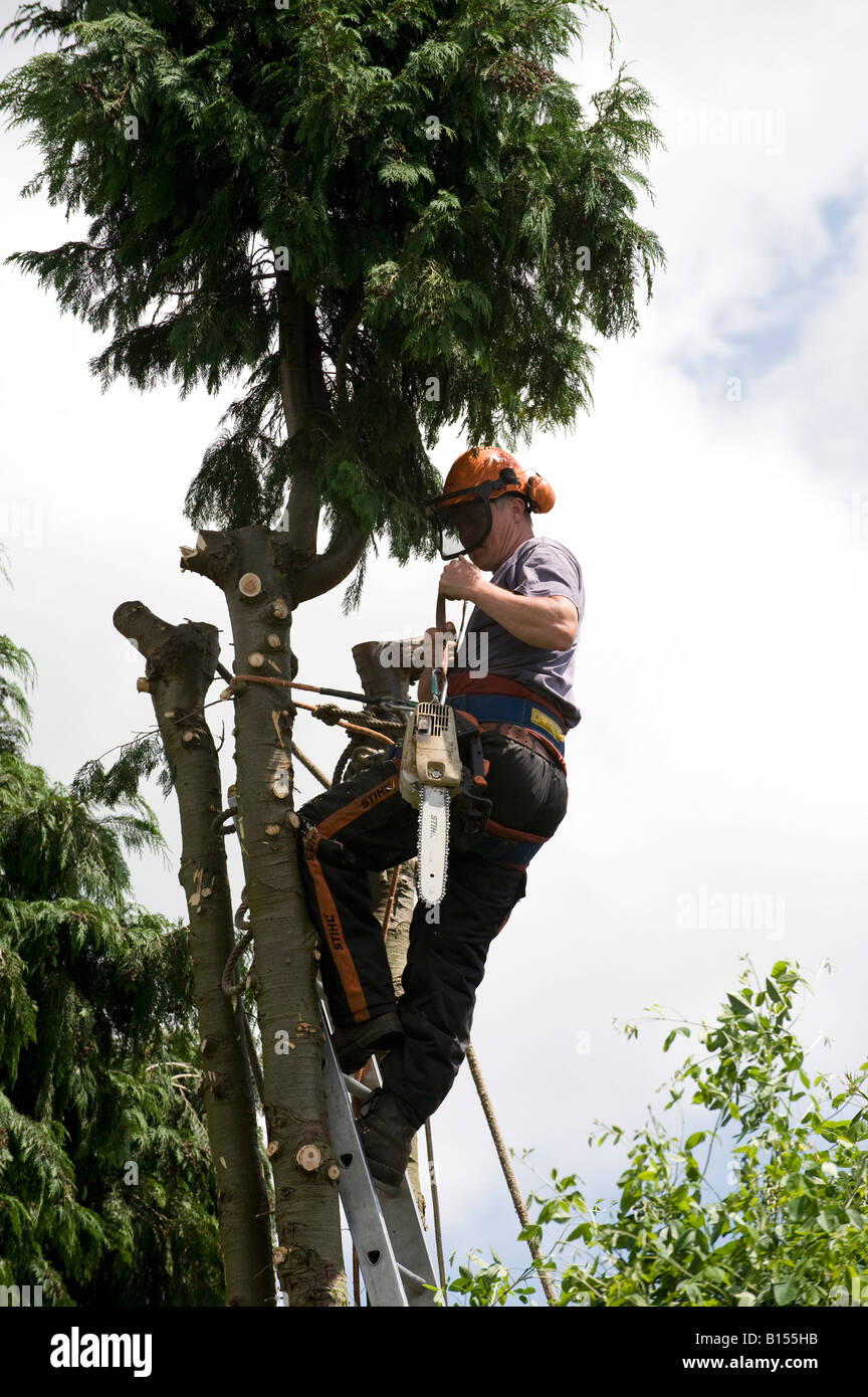 Tree surgeon cutting down a leylandii tree in a garden Stock Photo Alamy