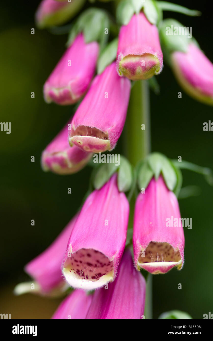 Foxglove like flowers hi-res stock photography and images - Alamy