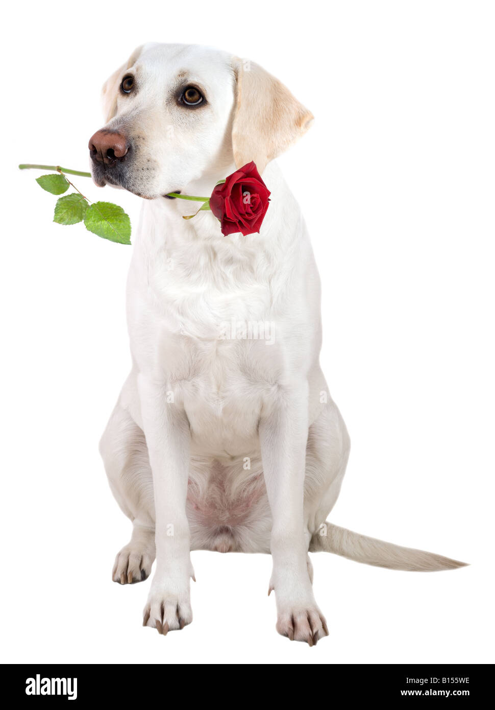 Devotedly looking white labrador retriever with a red rose in maw on white background with soft shadow. Stock Photo
