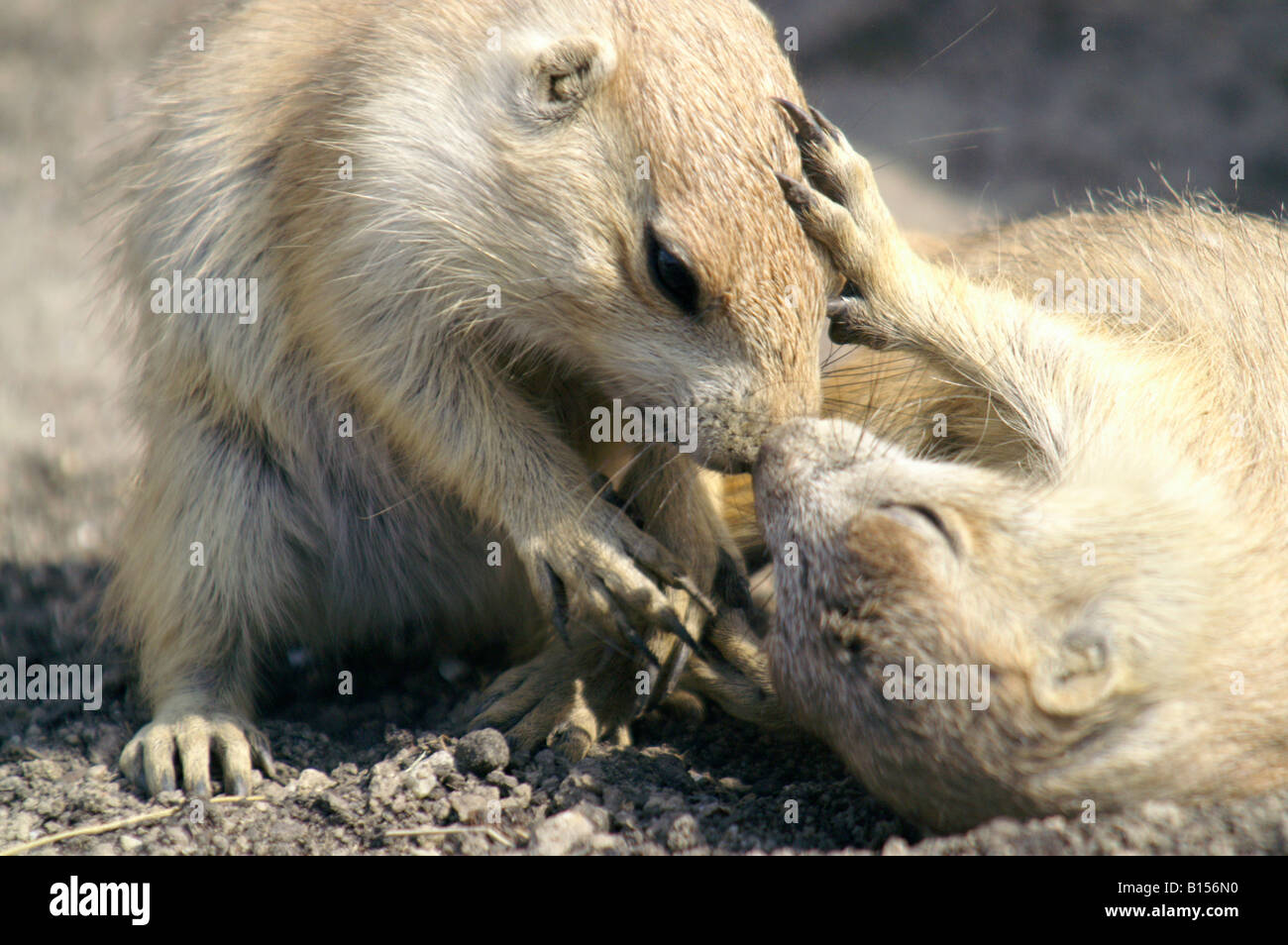 squirrel kiss meme