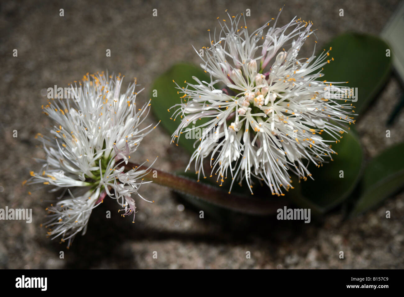 Haemanthus humilis sub Ursutus frost tender bulbous perennial Stock Photo