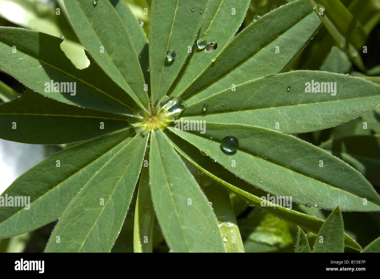 Water droplets on lupin leaf Stock Photo