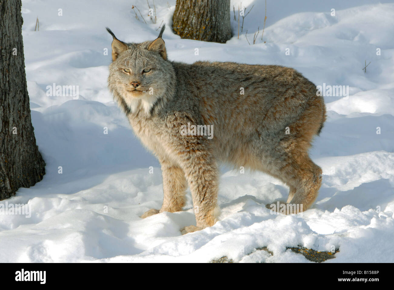 Canada Lynx ( Lynx canadensis Stock Photo - Alamy