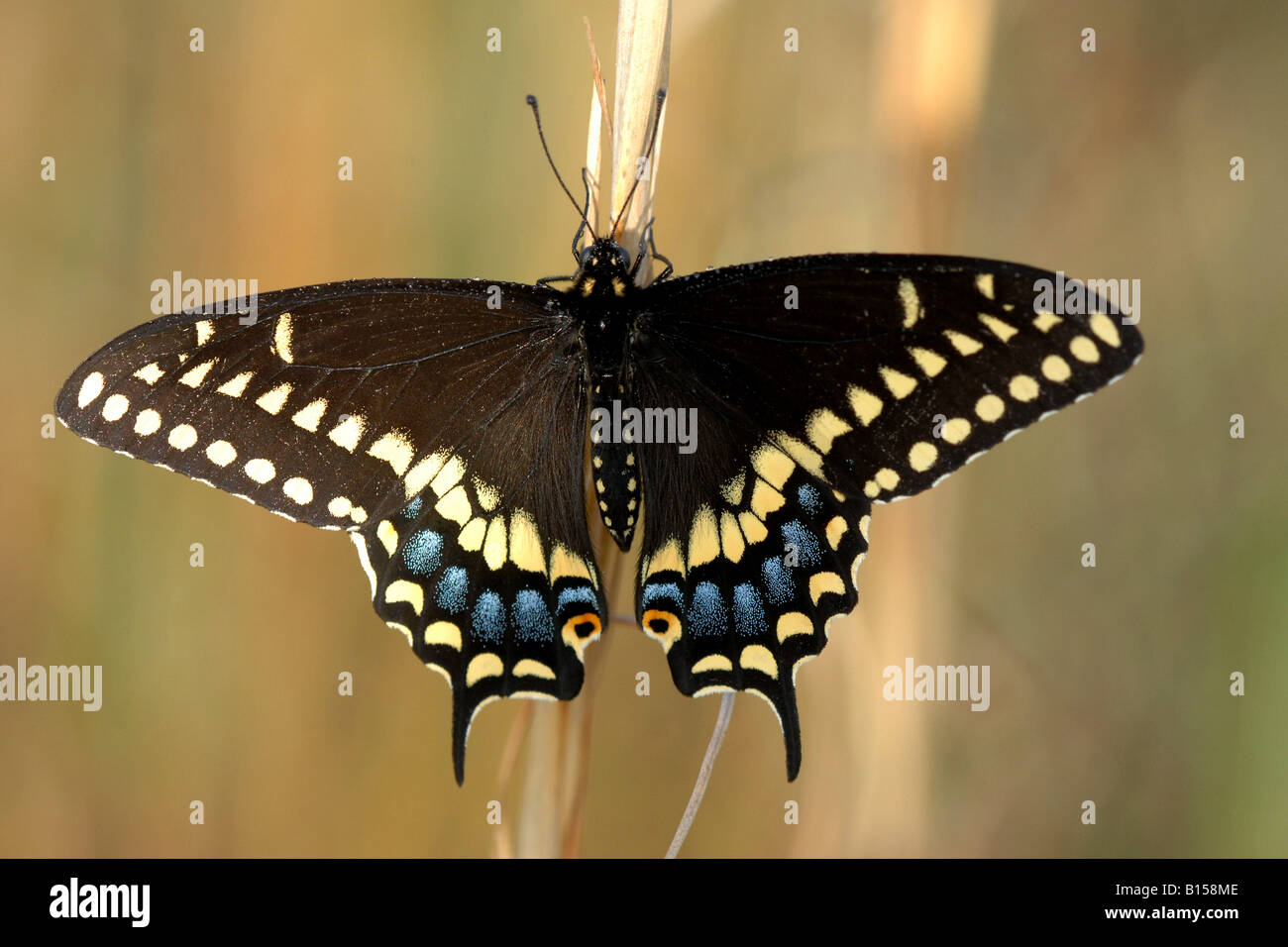 Eastern Black Swallowtail Butterfly adult, male, Papilio polyxenes E USA Stock Photo