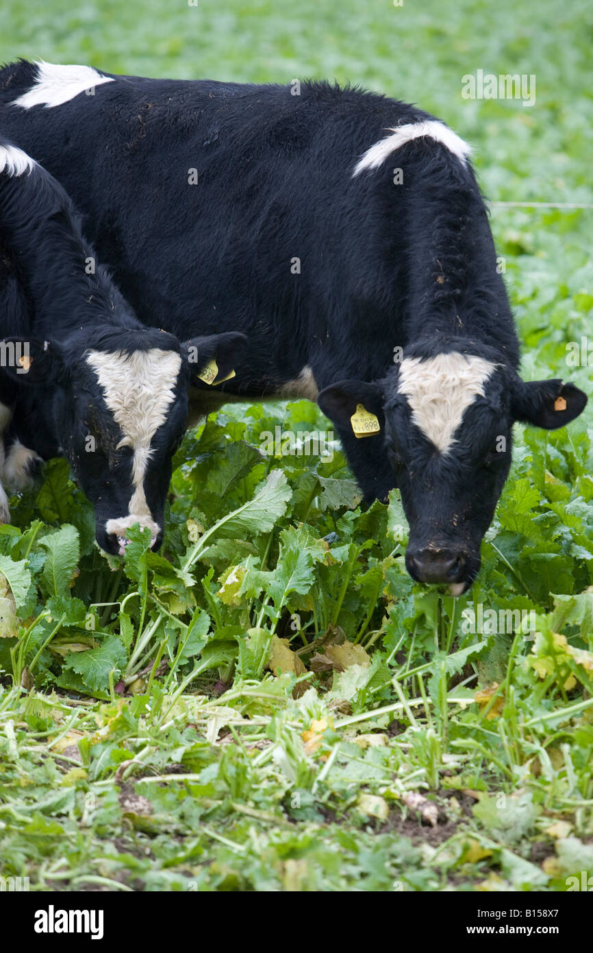Veal calves hires stock photography and images Alamy