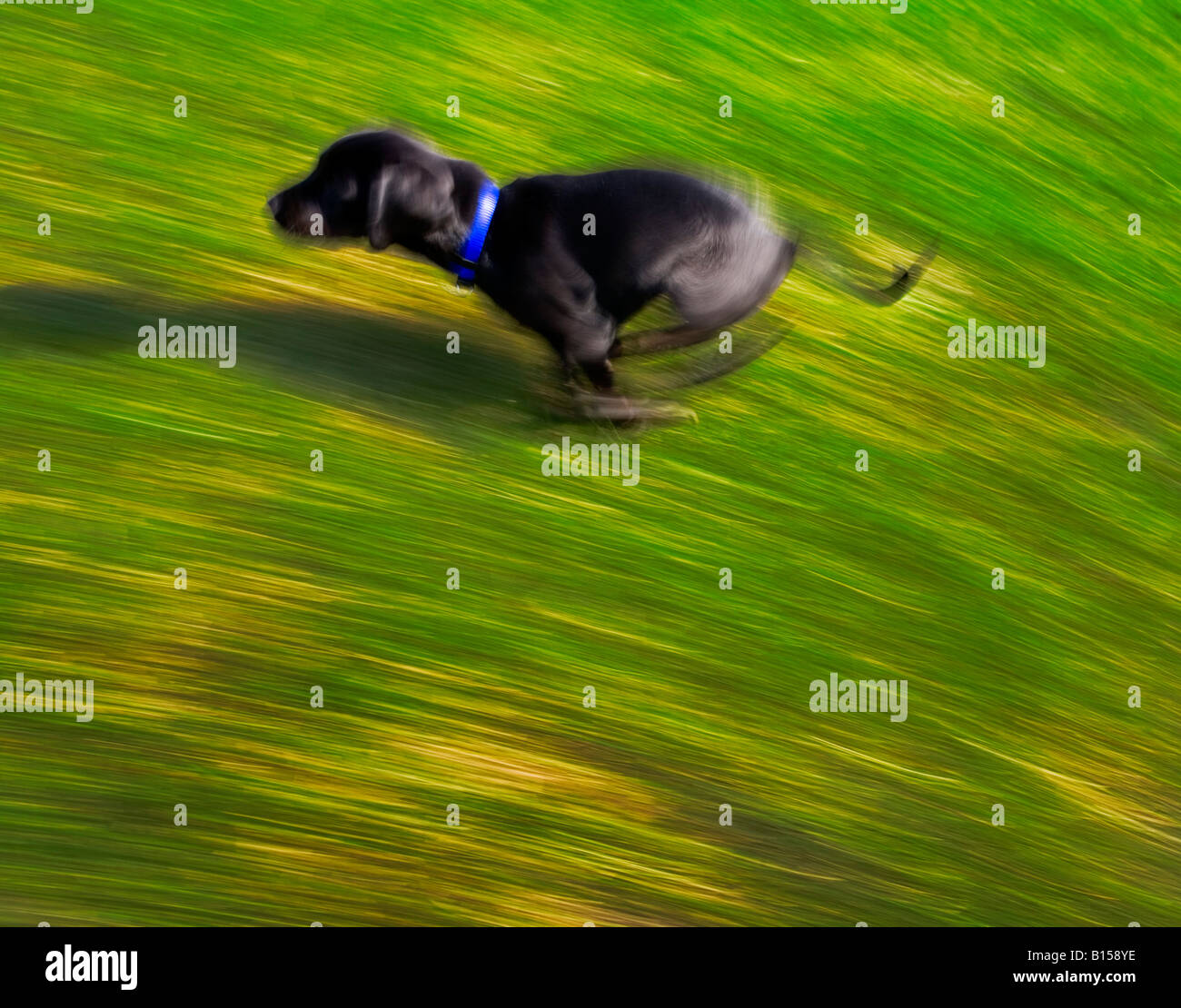 A black dog running Stock Photo