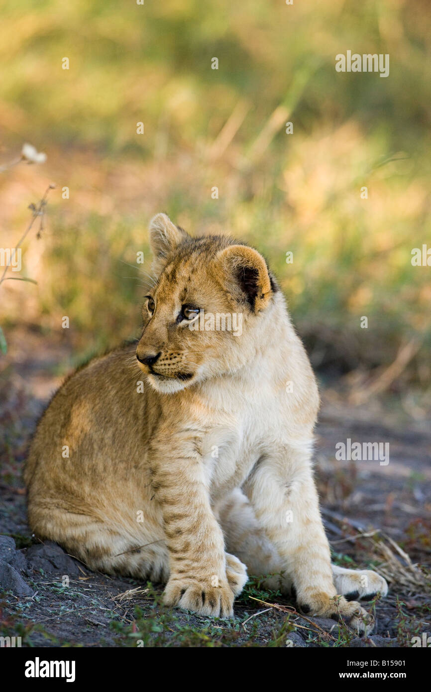 Close Up detailed portrait of single cute baby Lion cub bright eyed sitting alert watching, soft background, Panthera Leo Okavango Delta Botswana Stock Photo