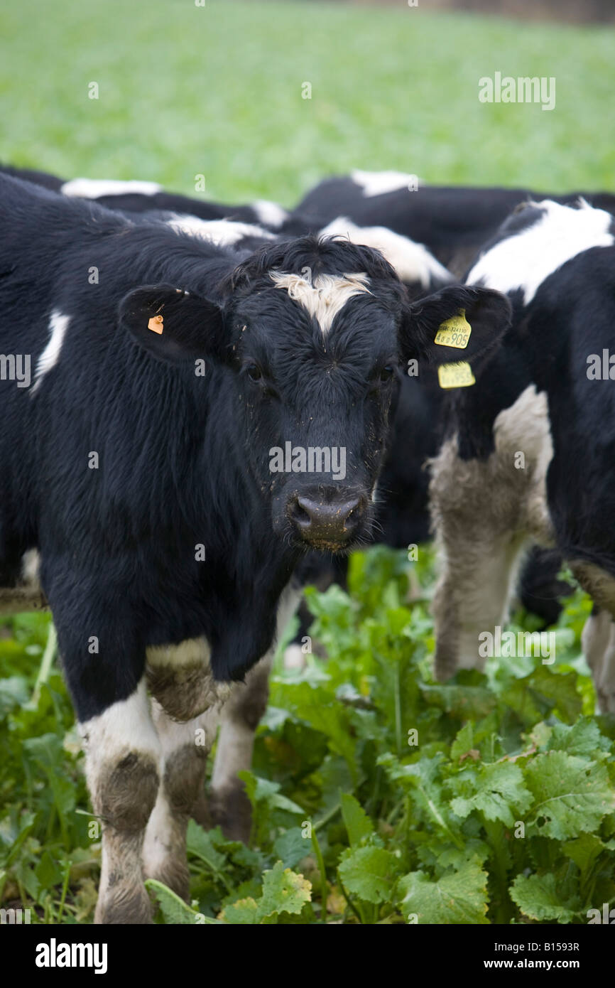 Veal calves hires stock photography and images Alamy