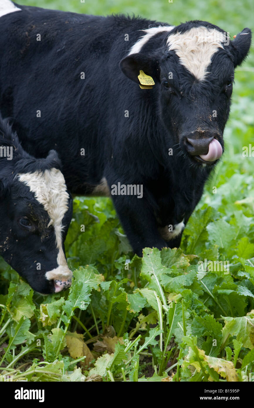 Veal calves hires stock photography and images Alamy