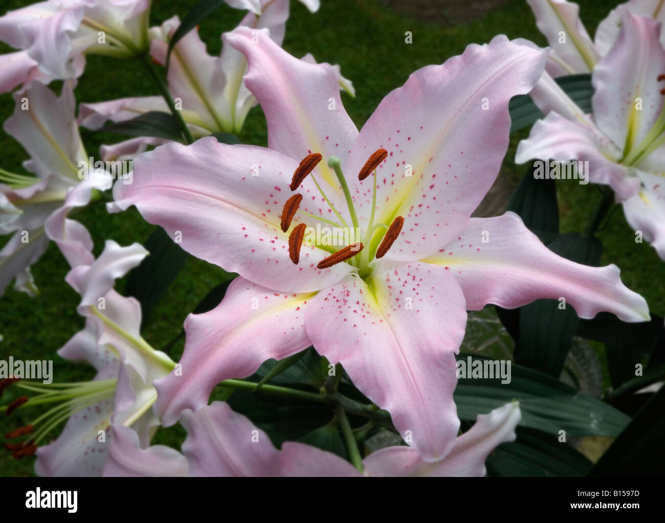 Pink lily close up Stock Photo