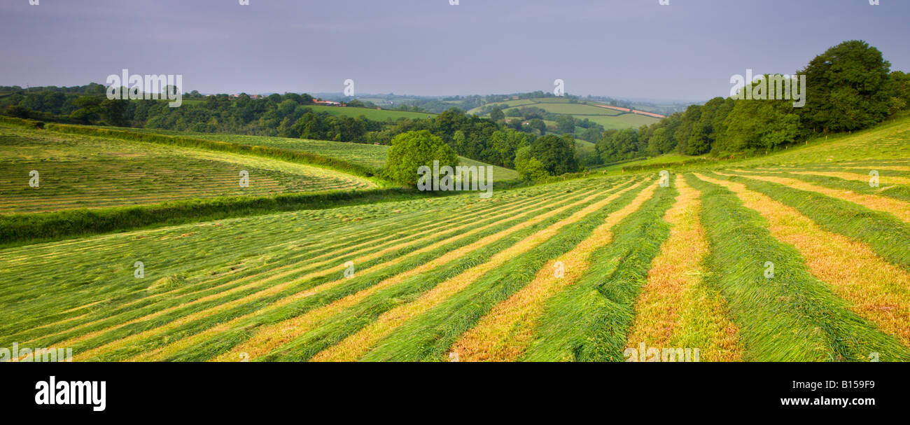 Rolling farmland of Mid Devon England Stock Photo Alamy