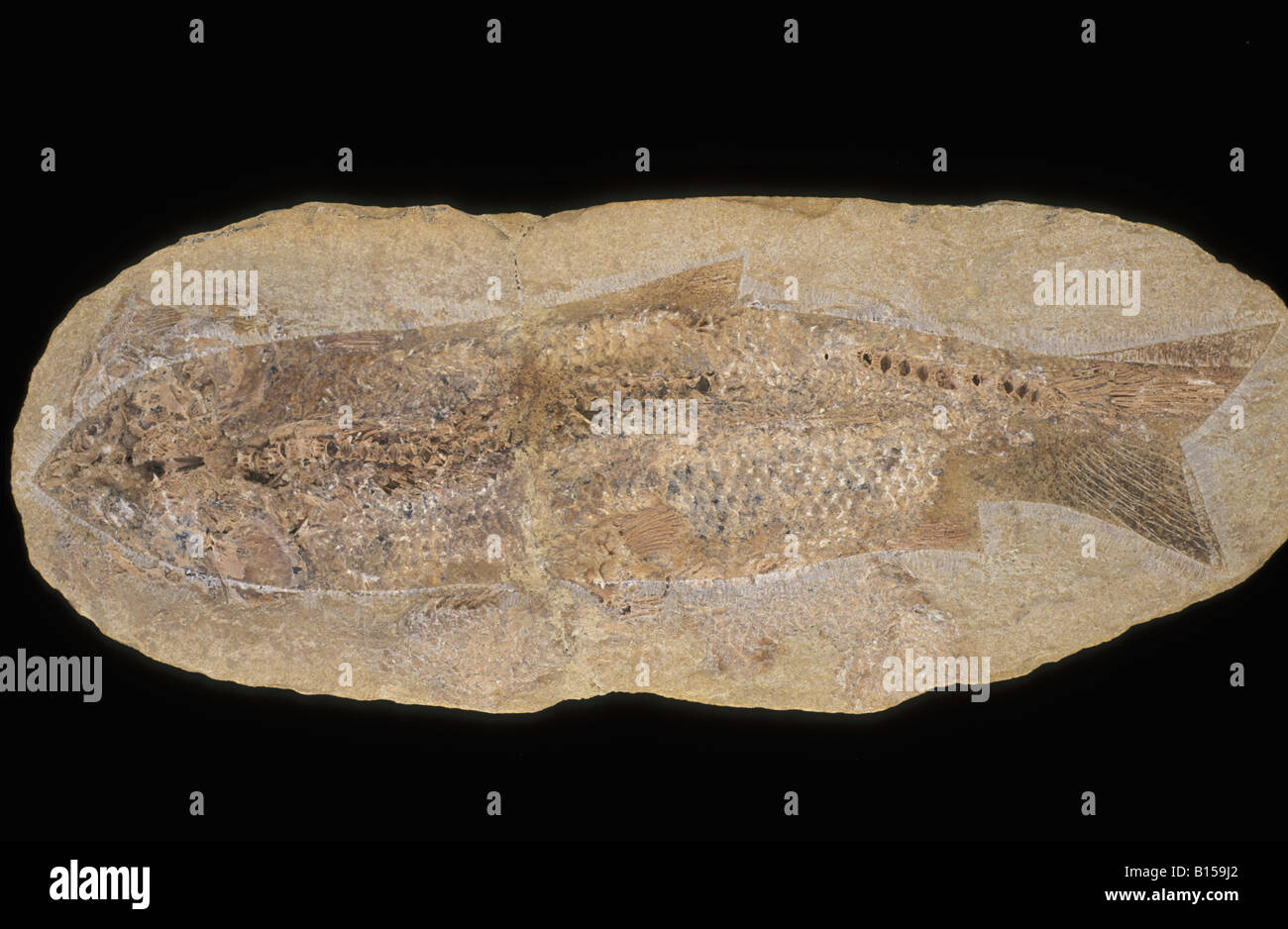 Fossil Fish Cearana Stock Photo
