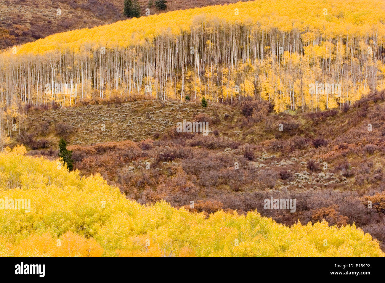 Aspen trees during fall in Colorado Stock Photo Alamy
