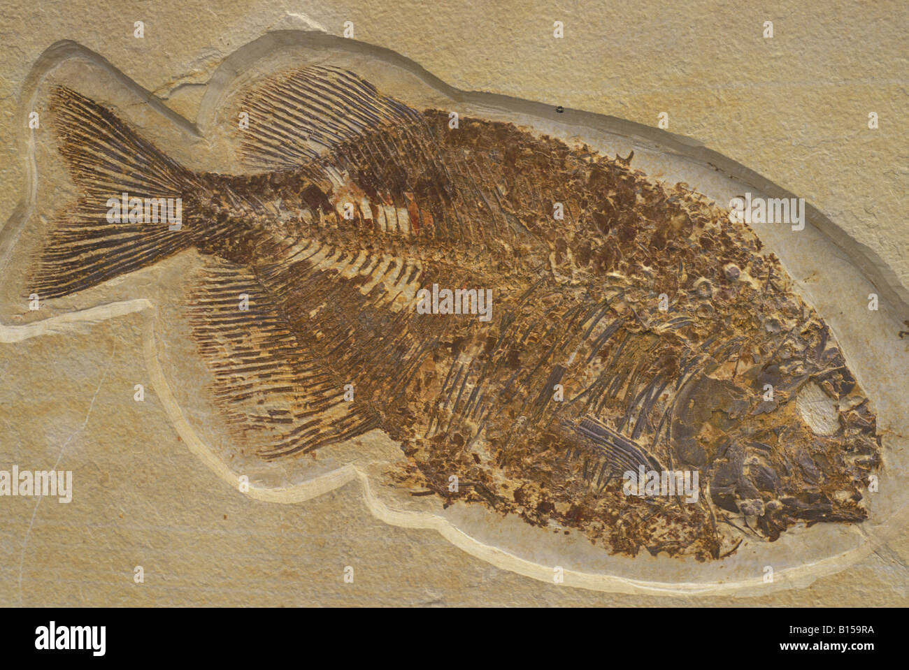Fish Fossil Phareodus species from the Laggerstatte deposits of the Green River Formation Wyoming USA Eocene Era Stock Photo