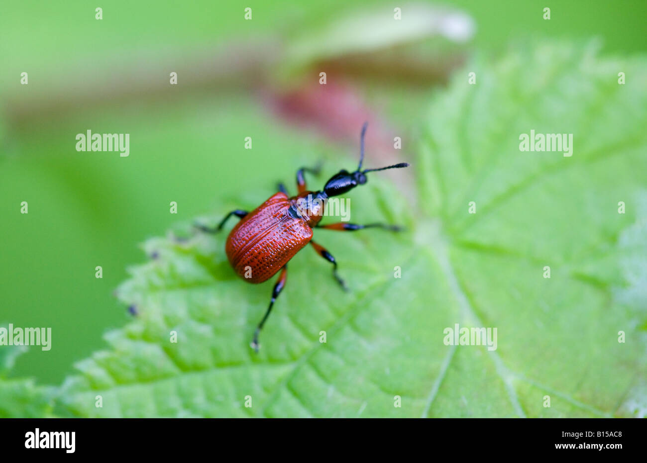 Weevil species Apoderus coryli adult beetle on a leaf Stock Photo
