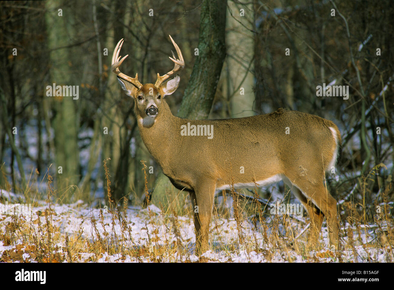 White Tailed Deer Buck in Winter Odocoileus virginianus Eastern United States Stock Photo