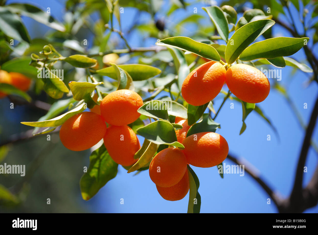Mediterranean fruit tree hires stock photography and images Alamy