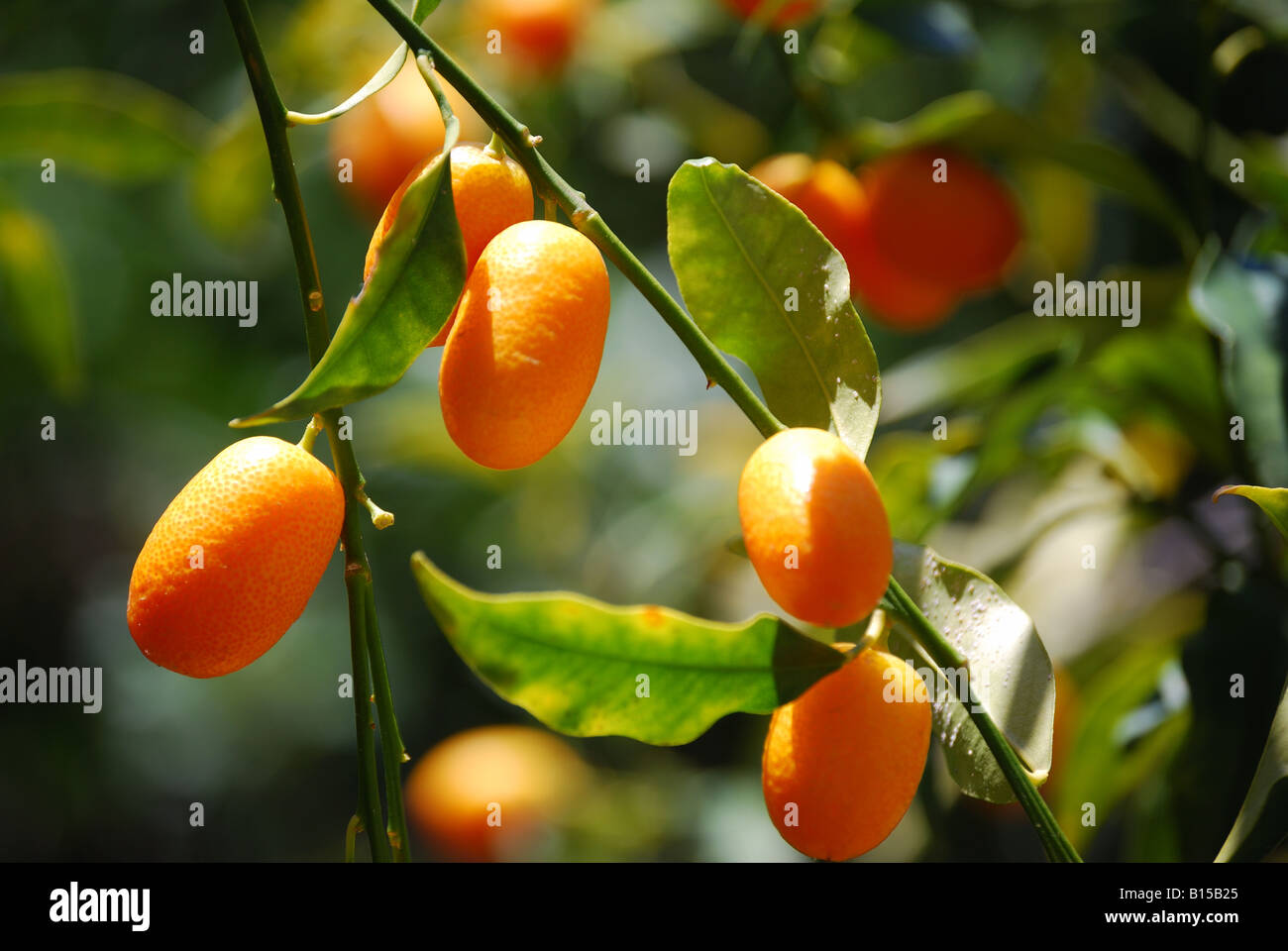 Mediterranean fruit tree hires stock photography and images Alamy