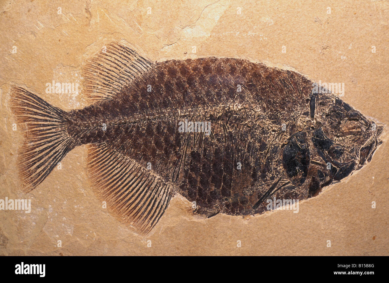 Fish Fossil Phareodus species from the Laggerstatte deposits of the Green River Formation Wyoming USA Eocene Era Stock Photo