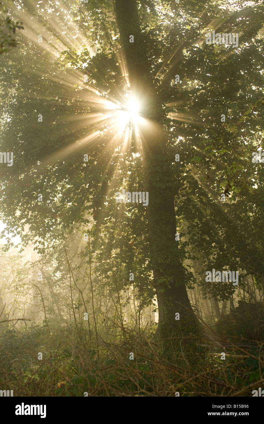 shaft of light breaking through misty dawn light in woodland Stock Photo