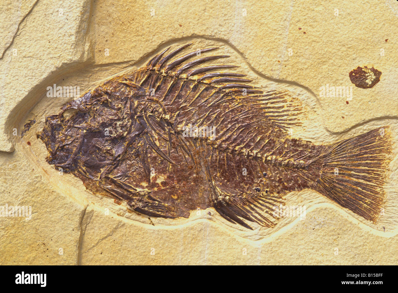 Fossil Fish Priscacara Stock Photo