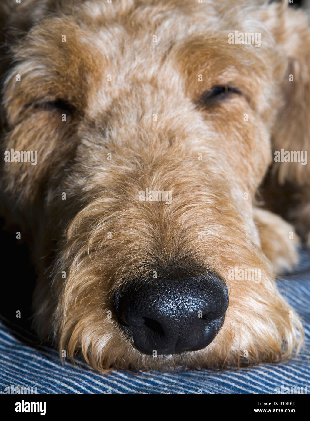 close up of sleeping dog with big nose Stock Photo