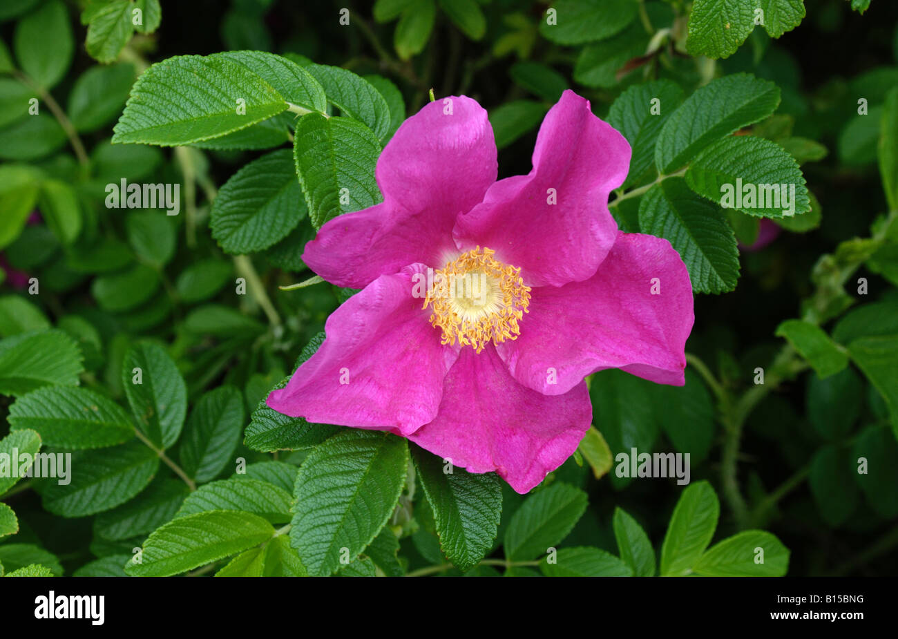 Large Pink Rose with yellow centre Stock Photo - Alamy