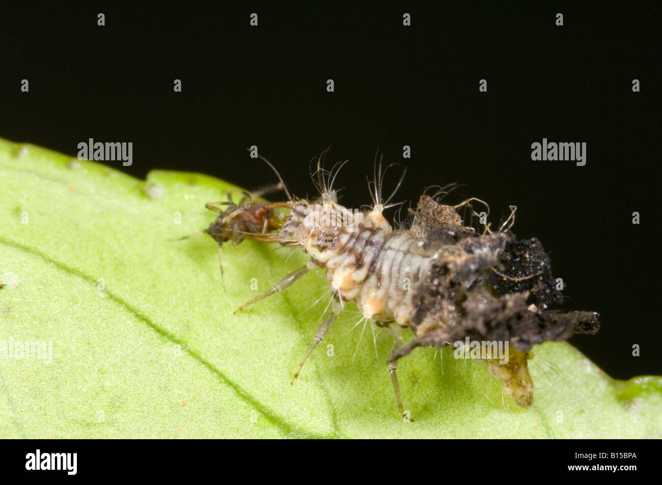 Green lacewing larva eating citrus aphid Stock Photo