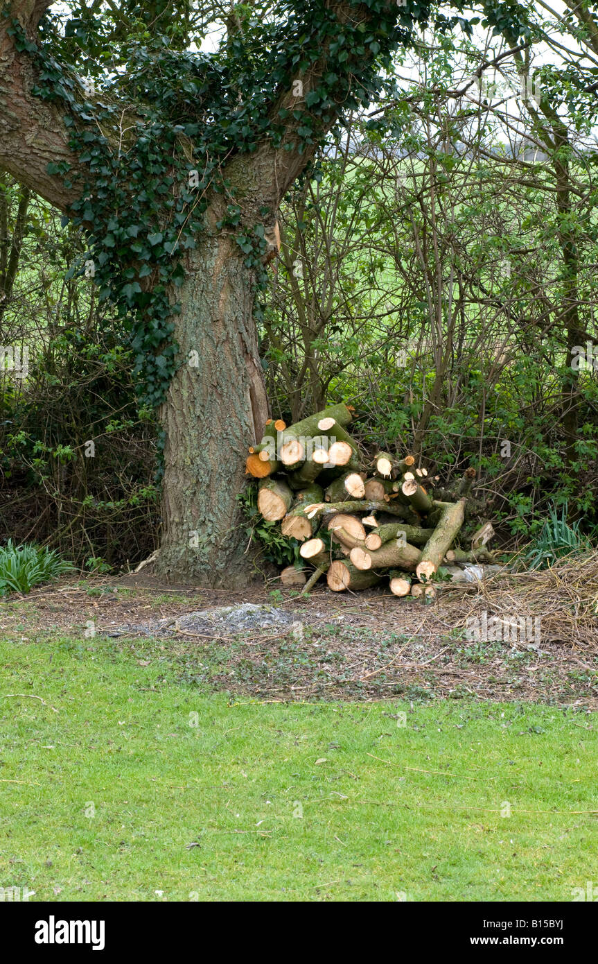 Pile of sawn logs at base of weeping willow tree Stock Photo