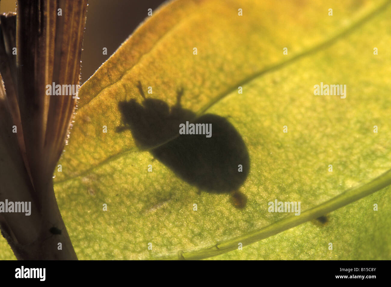ladybug shadow insect coccinella Coccinella septem punctata ombra ombra ...
