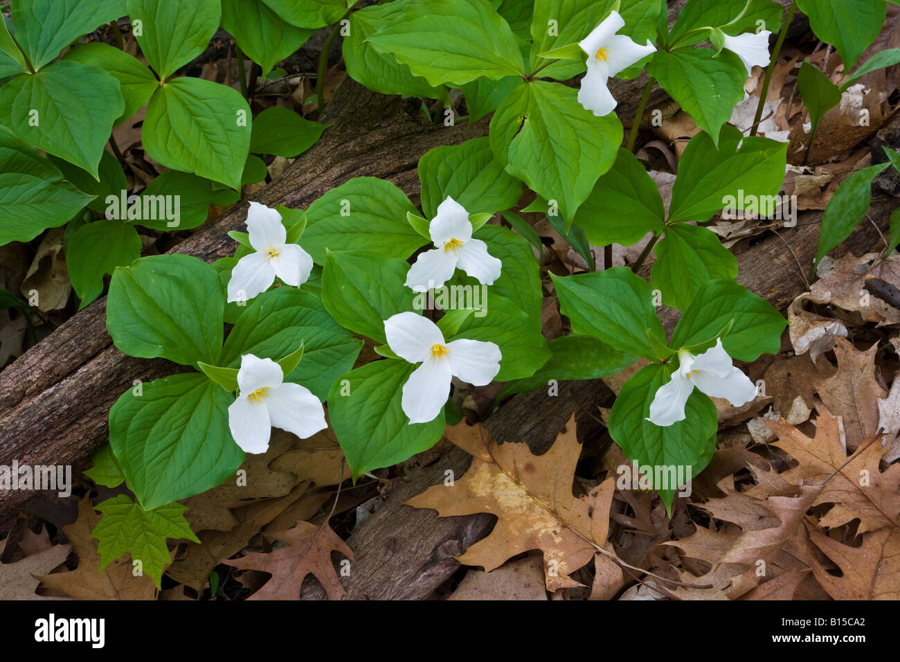 Large White-flowered Trillium grandiflorum Eastern United States, by Willard Clay/Dembinsky Photo Assoc Stock Photo