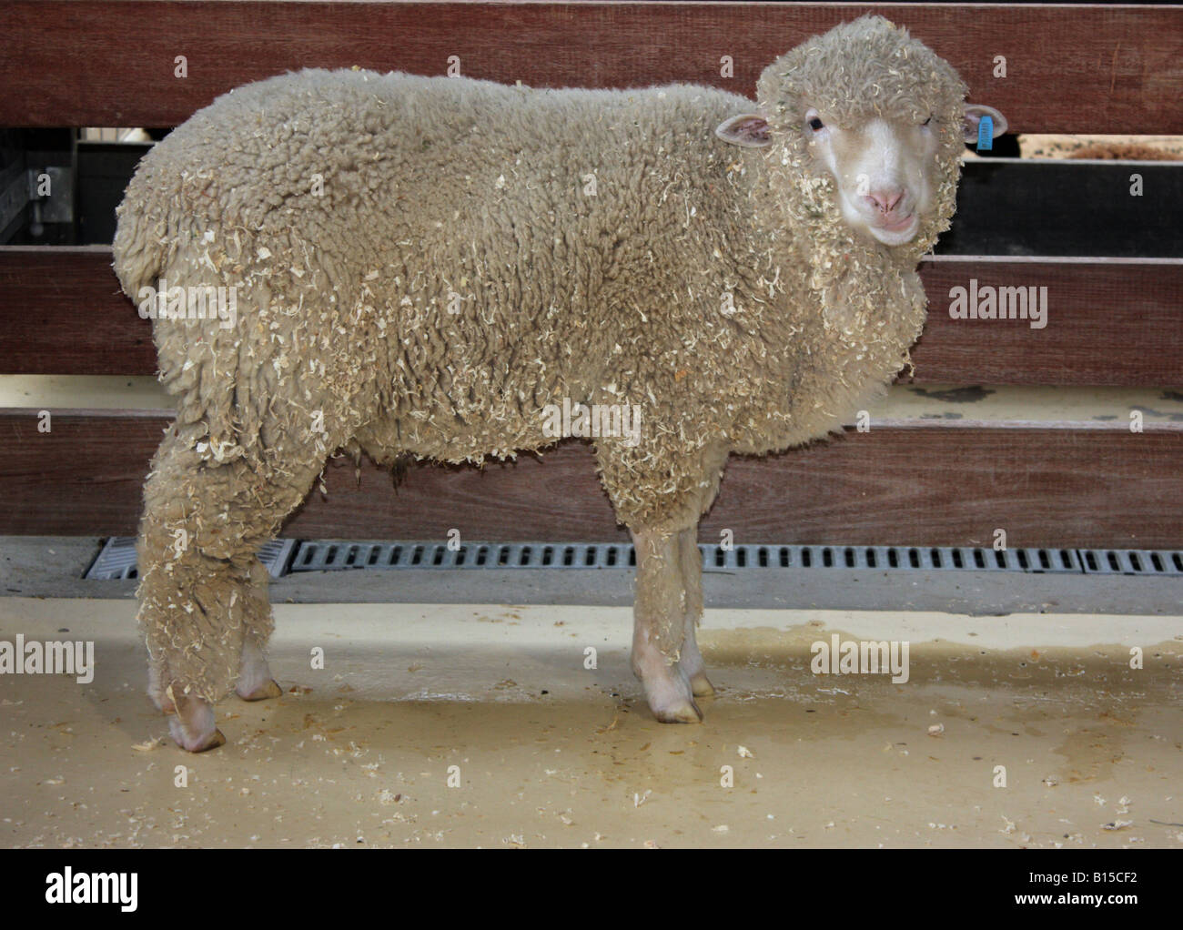 FULL LENGTH PHOTO OF A SHEEP AUSTRALIA HORIZONTAL BDA10064 Stock Photo