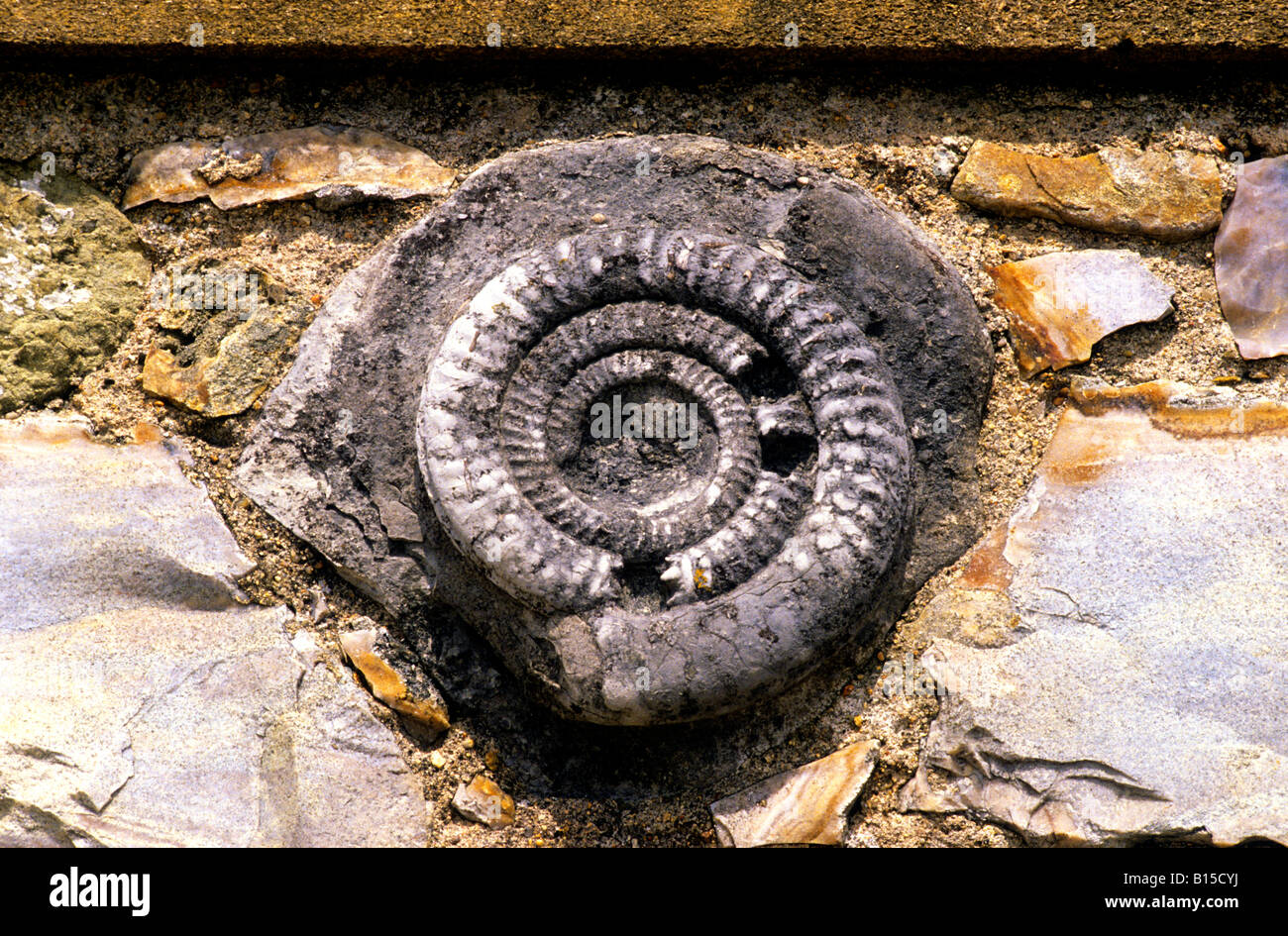 Lyme Regis fossil ammonite in wall Sundial House Dorset England Stock Photo