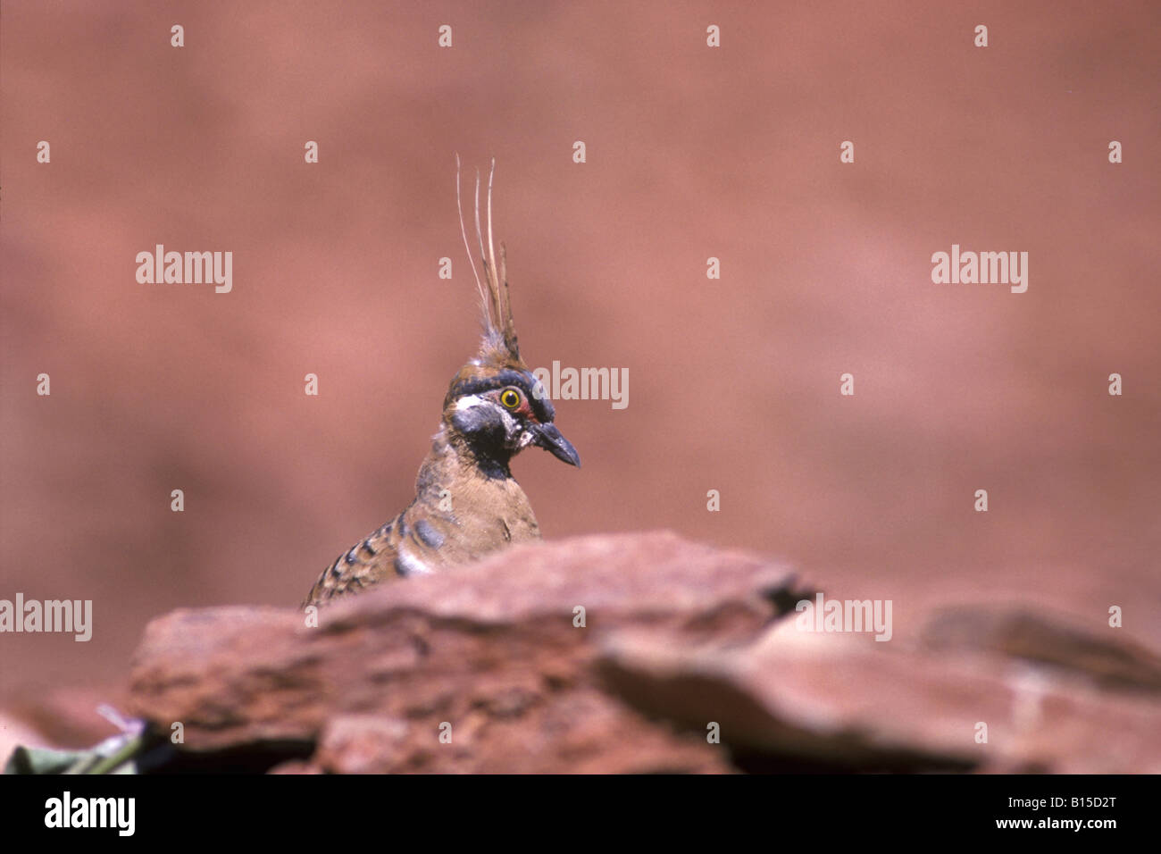 spinifex pidgeon rosso Petrophassa plumifera bird uccello piccione dello spinifex deserto Uluru National Park Australian Norther Stock Photo