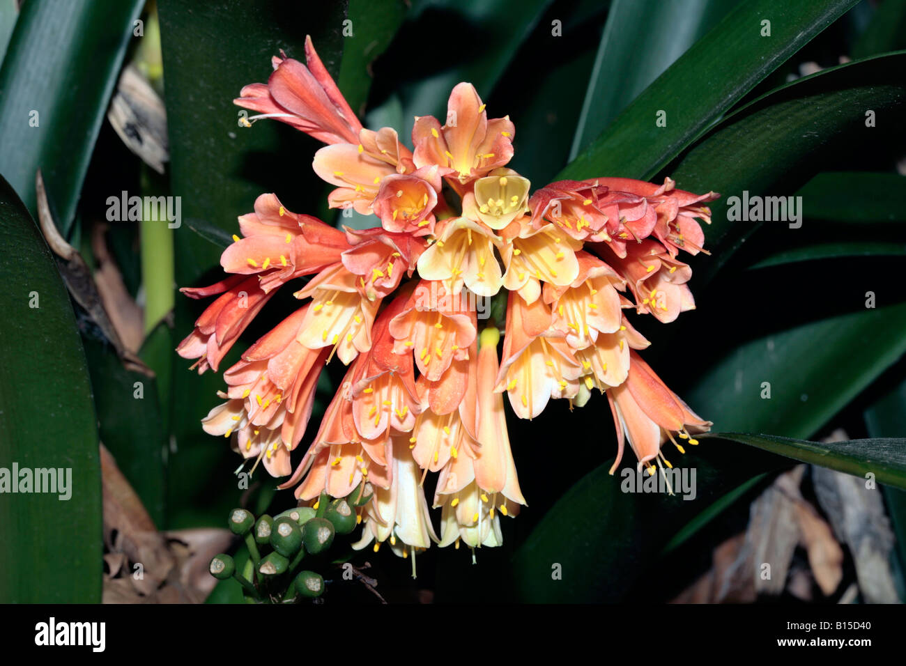 Clivias x Aganpanthus Flower hybrid Stock Photo