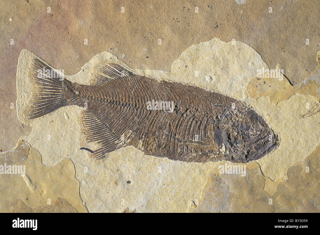 Fish Fossil Phareodus species from the Laggerstatte deposits of the Green River Formation Wyoming USA Eocene Era Stock Photo