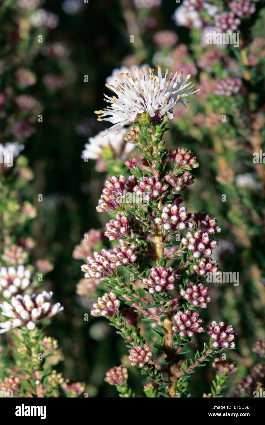 Buchu- Agathosma ciliaris-Family Rutaceae Stock Photo