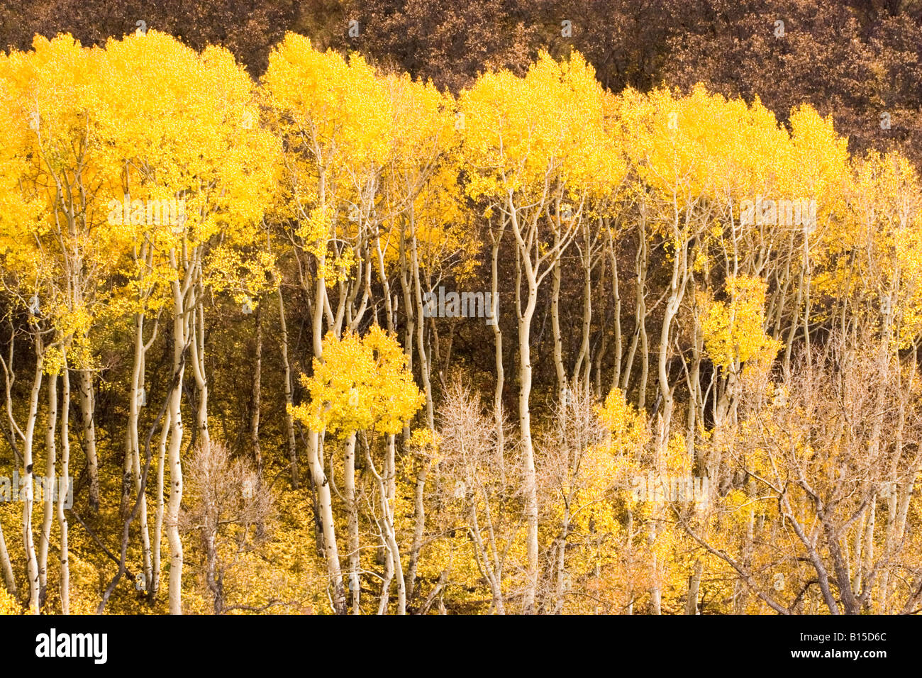 Aspen trees during fall in Colorado Stock Photo Alamy
