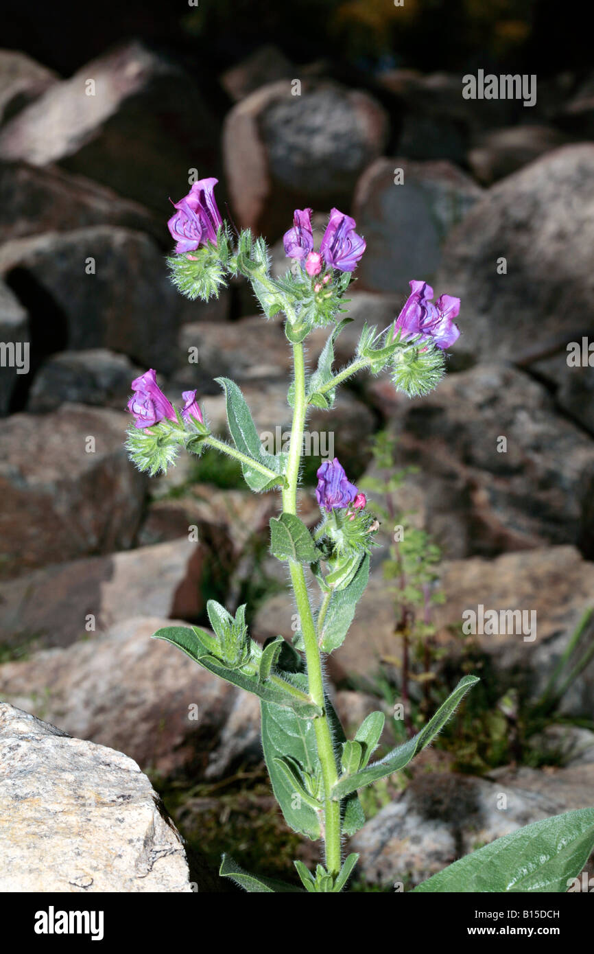 Salvation Jane/Purple Viper's Bugloss/Paterson's Curse/Riverina
