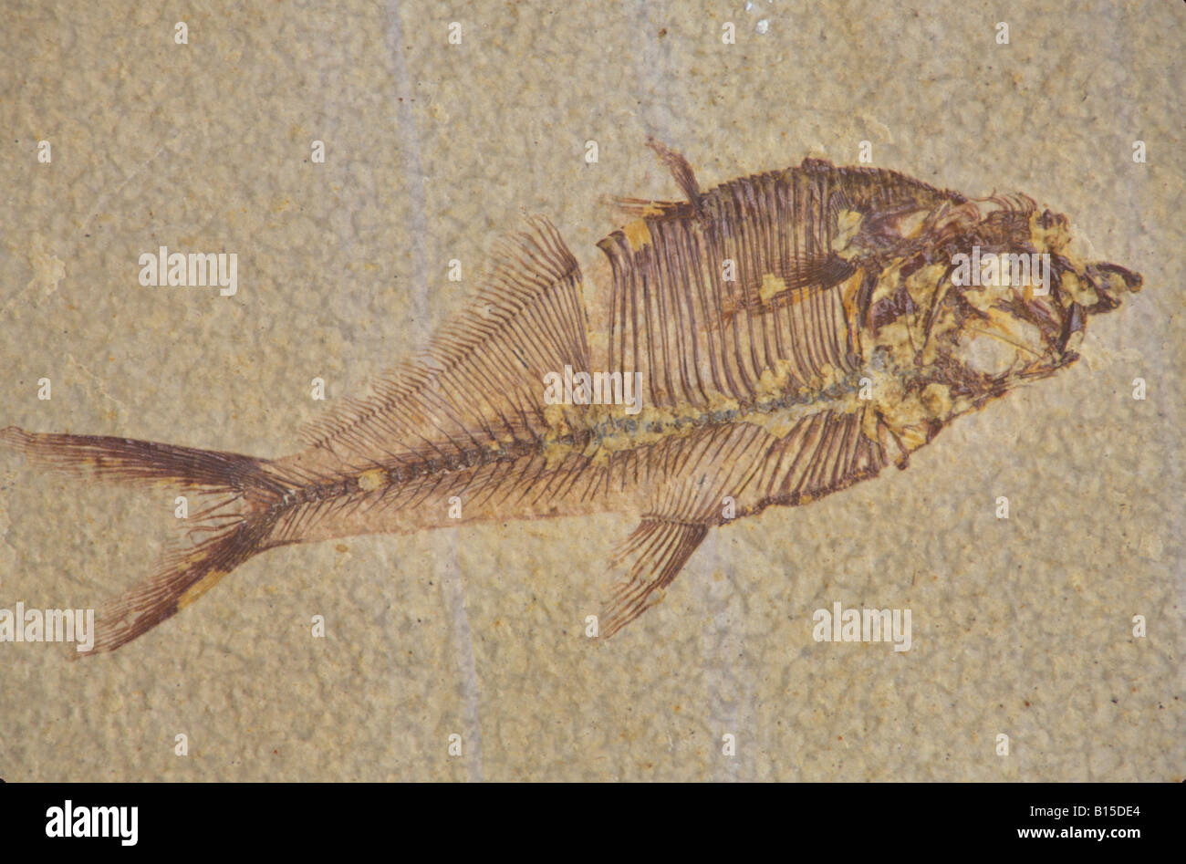 Diplomystus Fossil Fish Stock Photo