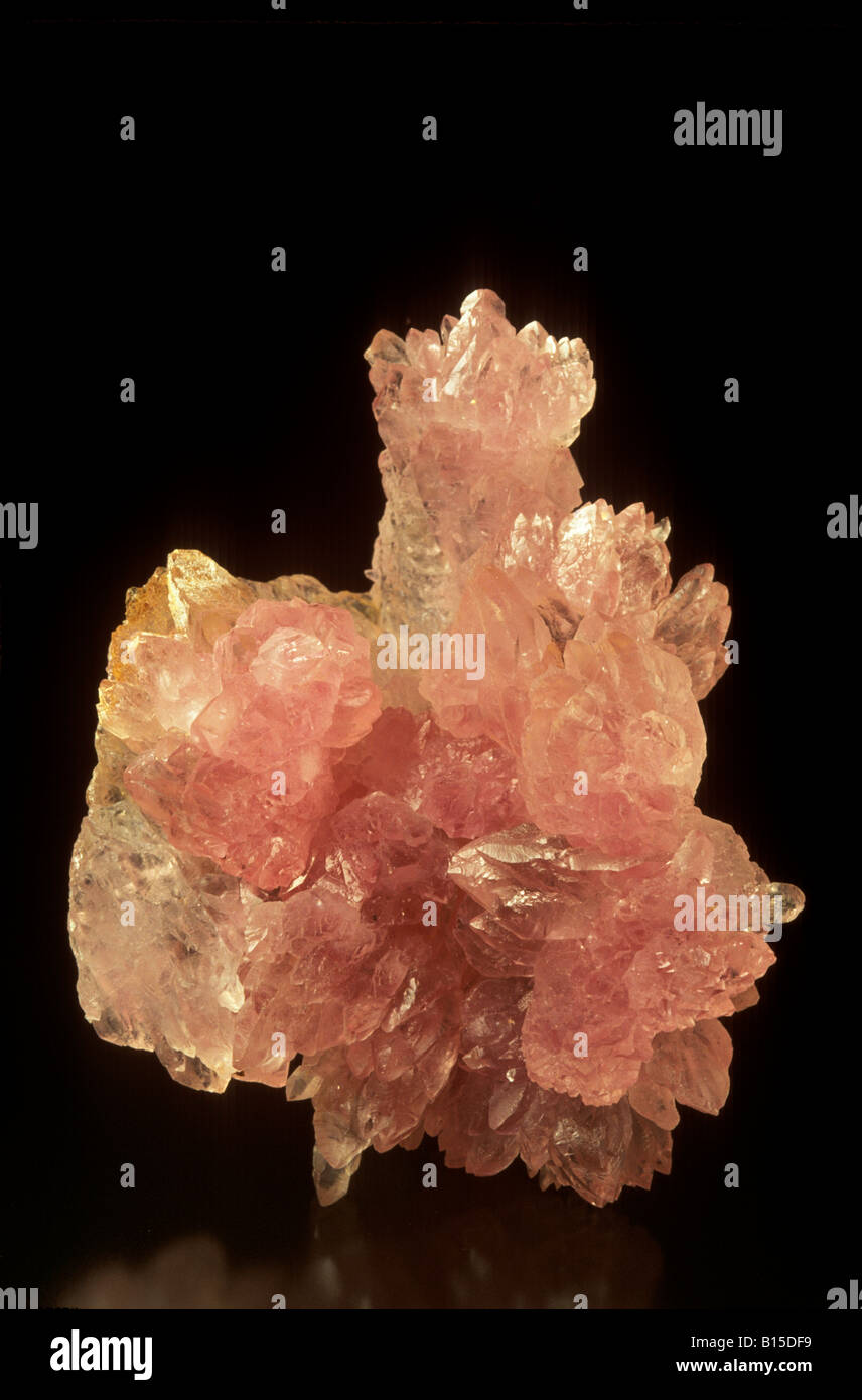 Detailed picture of rose hires stock photography and images Alamy