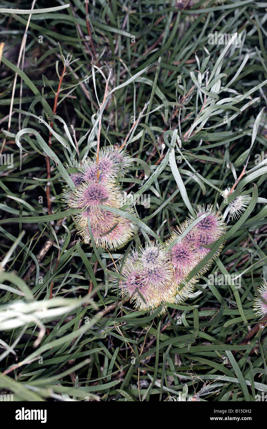 Hakea/Pincushion Flowers- Family Proteaceae Stock Photo