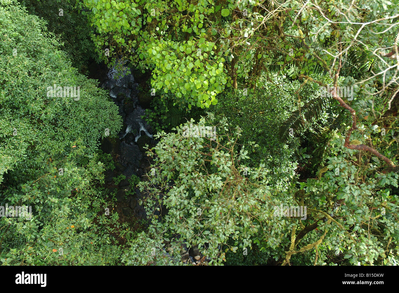 Costarica rain forest foresta pluviale foresta tropicale foresta tropicale dall alto veduta aerea ruscello Stock Photo