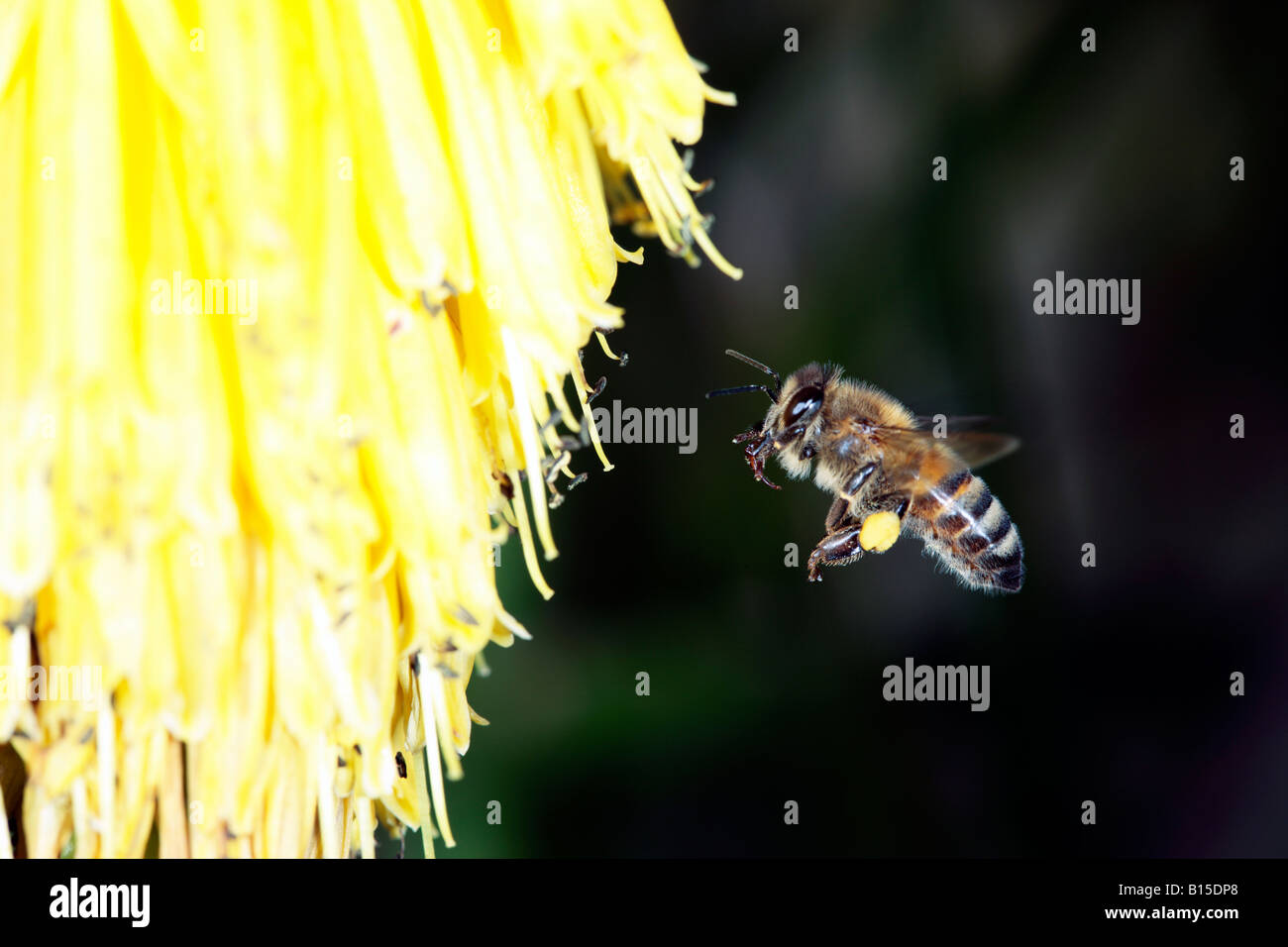 Flying Honey Bee with large Pollen Sacs Apis mellifera Stock Photo Alamy