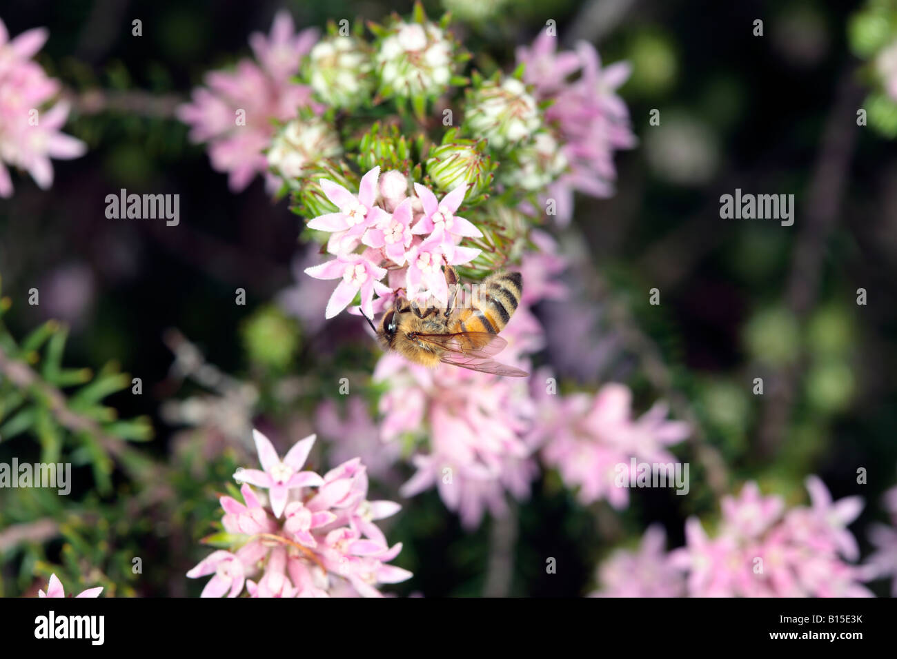 Honey Bee-Apis mellifera- collecting pollen from Phylica lachnaeoides flowers-Family Rhamnaceae Stock Photo
