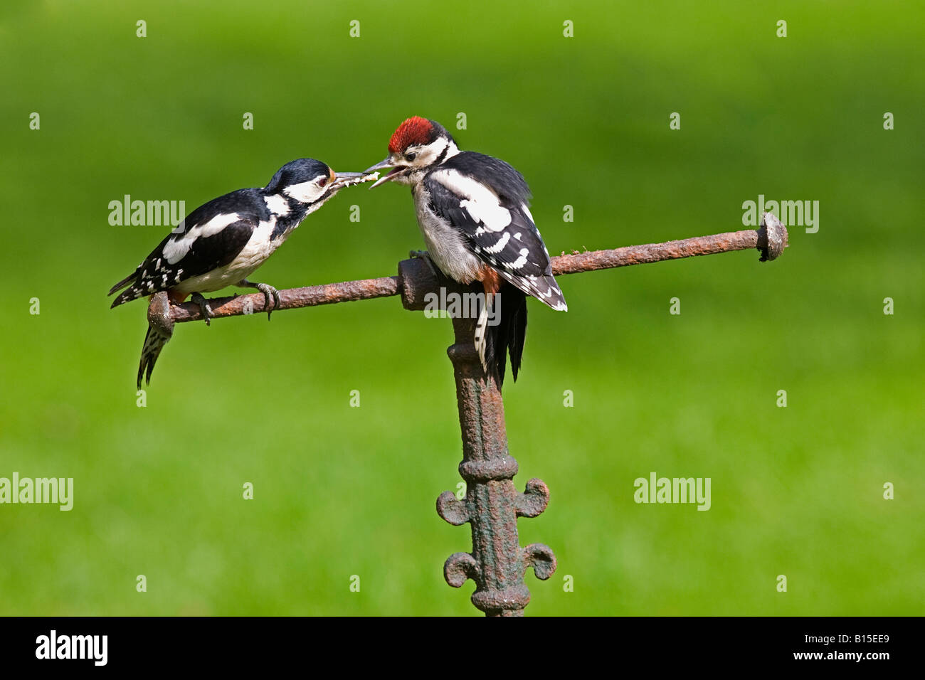 Greater spotted woodpeckers  (Dendrocopos major)  feeding on garden roller. Stock Photo